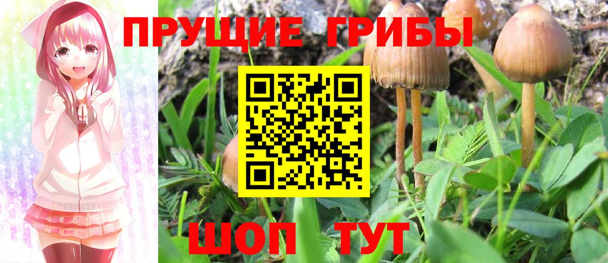 Псилоцибиновые грибы Psilocybine cubensis Фурманов