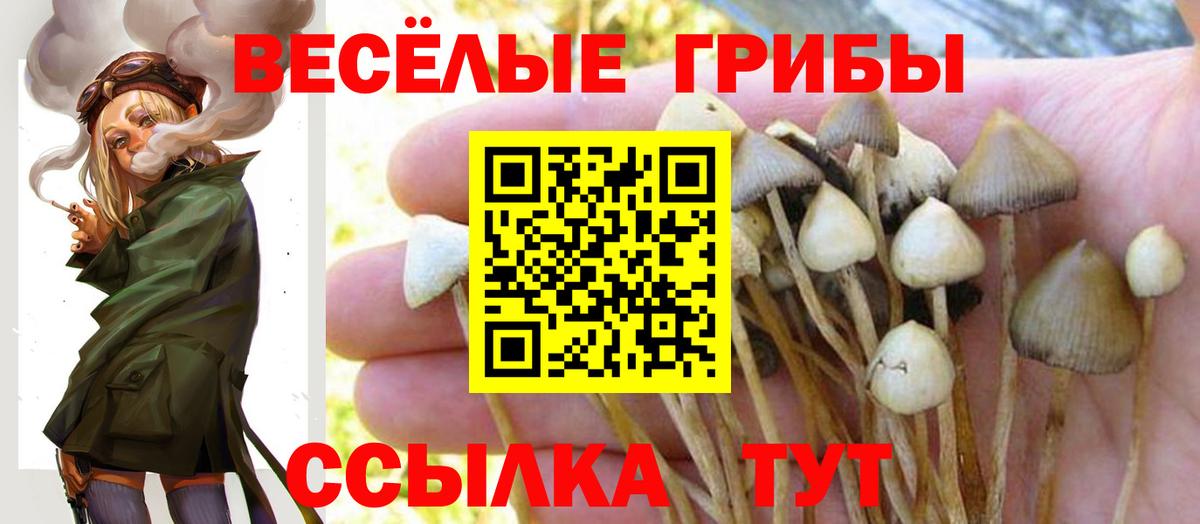 Галлюциногенные грибы MAGIC MUSHROOMS  Вход с VPN  Псилоцибиновые грибы прущие грибы  Фурманов 